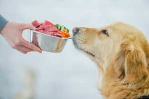 most nutritious dog food