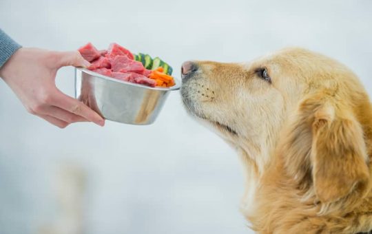 most nutritious dog food