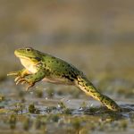 are frogs amphibians or reptiles