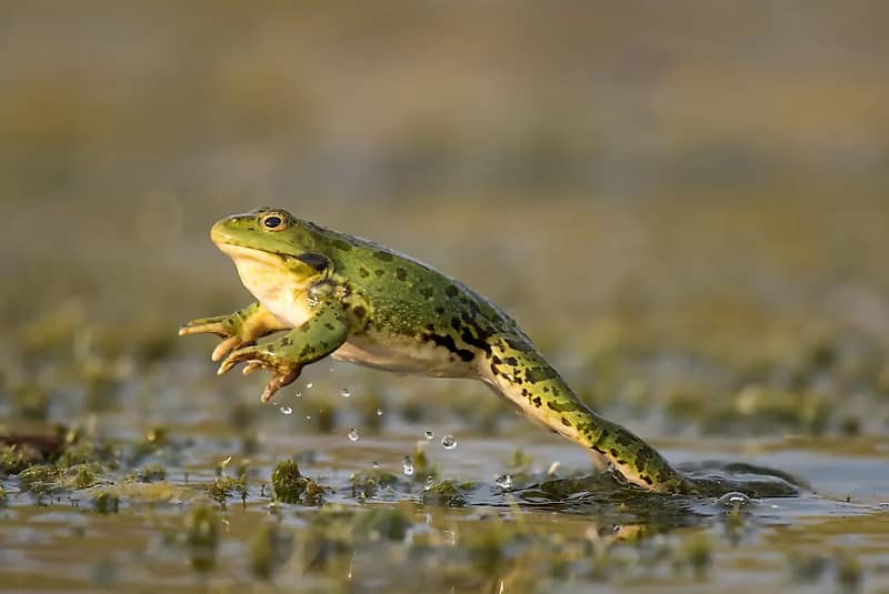 are frogs amphibians or reptiles