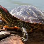 are turtles reptiles or amphibians