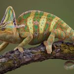 The Similarities And Differences Between Reptiles And Amphibians