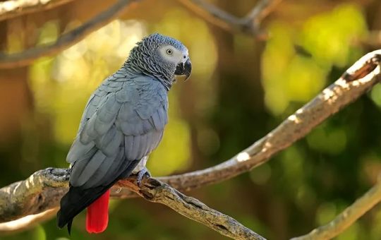 How Long Do African Grey Parrots Live