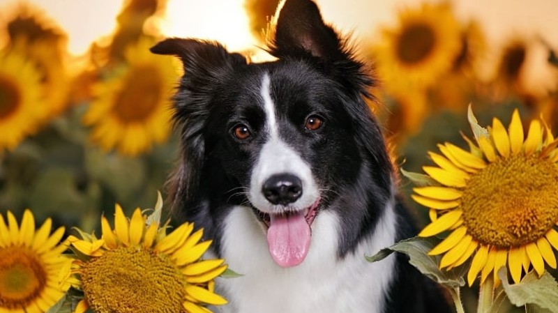 Can Dogs Eat Sunflower Seeds? Is It Safe For Dogs?