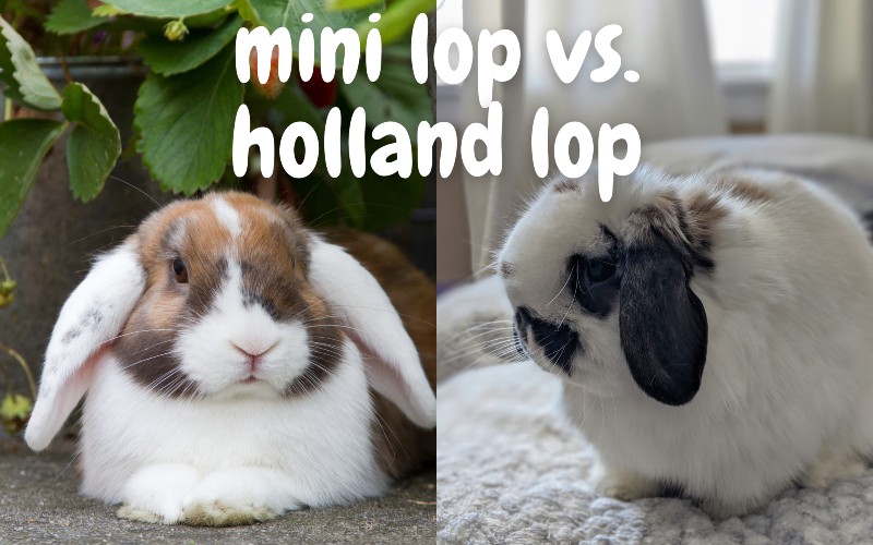 Mini Lop VS Holland Lop