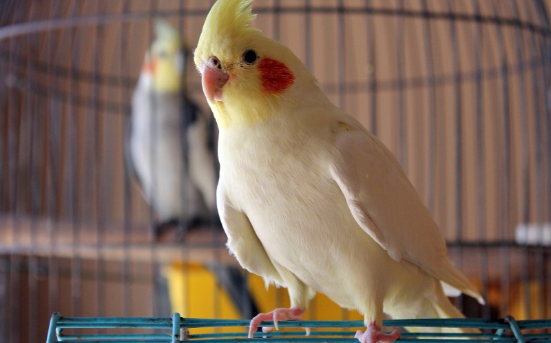 Where Can I Buy Cockatiels