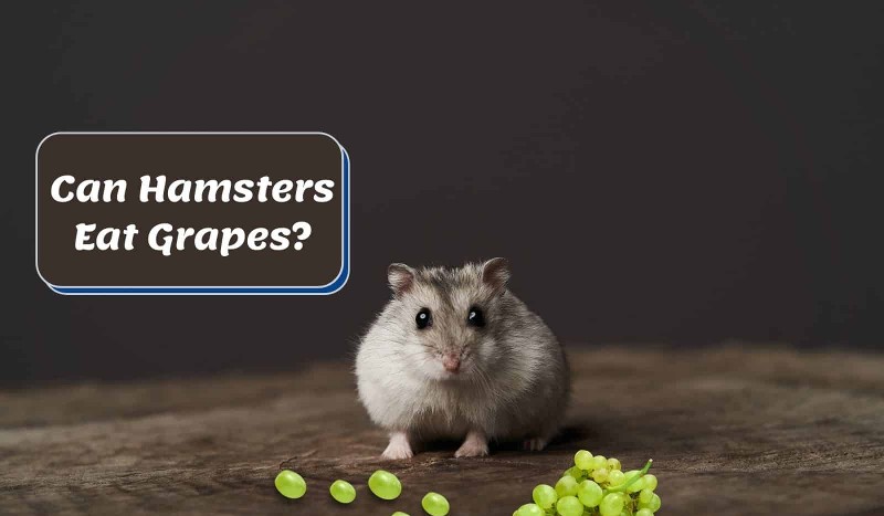 Can-Hamster-Eat-Grapes