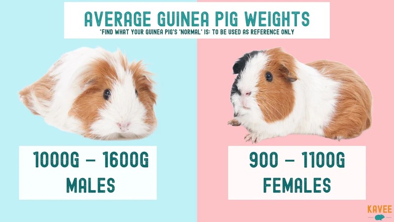 How Much Do Guinea Pigs Weight