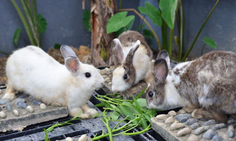 can rabbits eat spinach ?