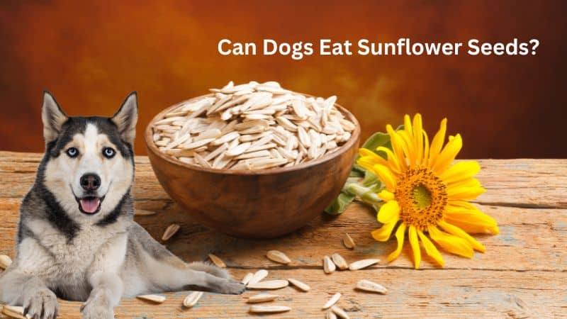 Can Dogs Eat Sunflower Seeds