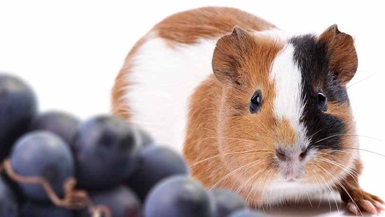 Can Guinea Pigs Eat Green Grapes