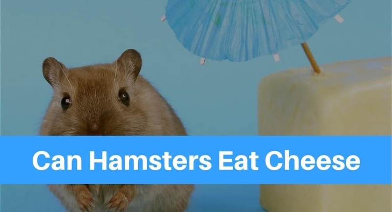 Can-Hamsters-Eat-Cheese