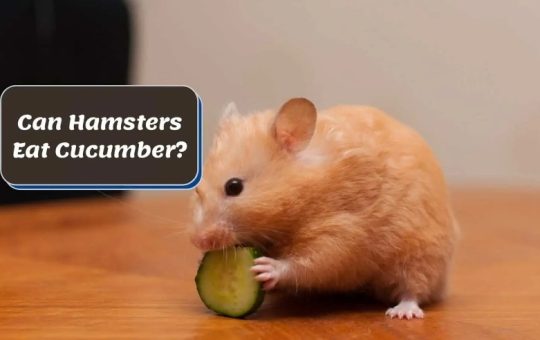 Can Hamsters Eat Cucumbers