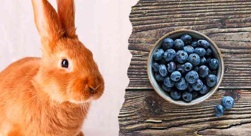 Can Bunnies Have Blueberries