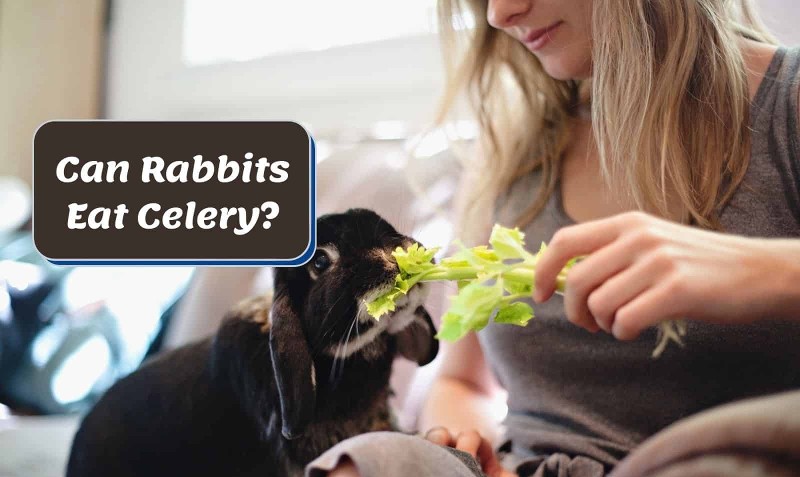 Can-Rabbits-Eat-Celery