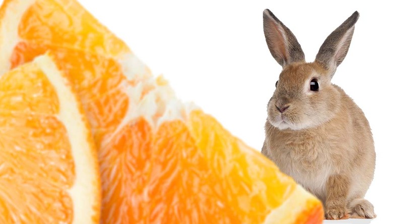 Can Rabbits Eat Oranges 