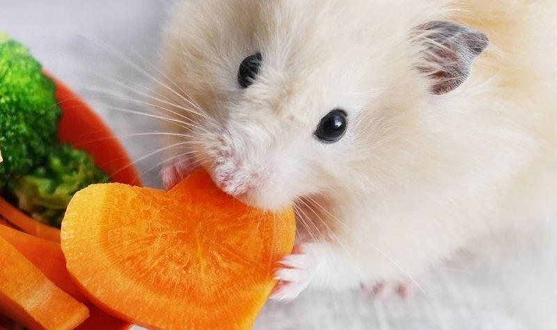 Can hamster eat carrots