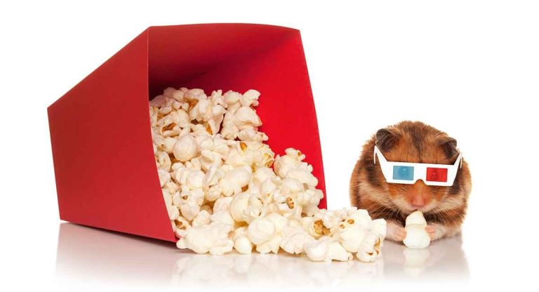 Can Hamsters Eat Popcorn