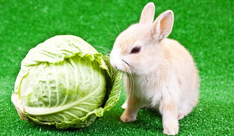 Can-bunnies-eat-cabbage