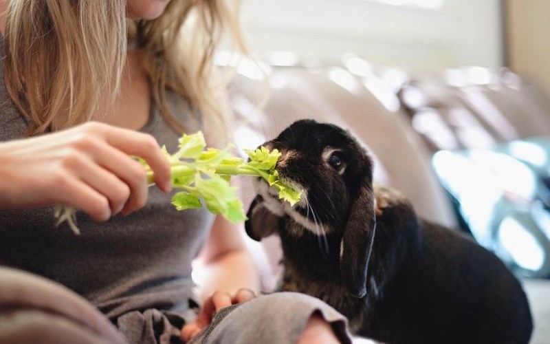 Can Bunnies Eat Celery