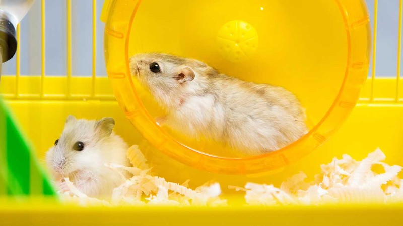 Can Hamsters Live Together