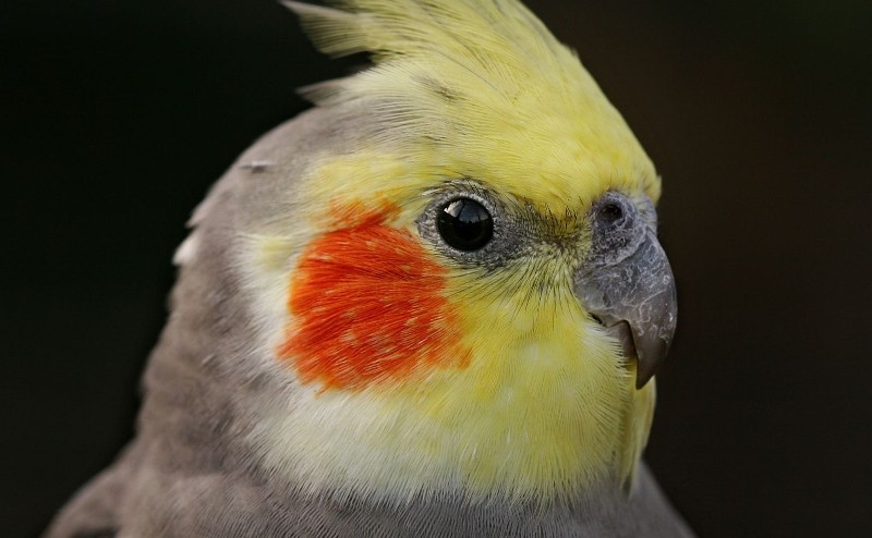 Where Can I Buy Cockatiels