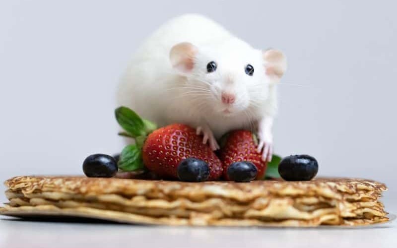Can Rat Eat Strawberries
