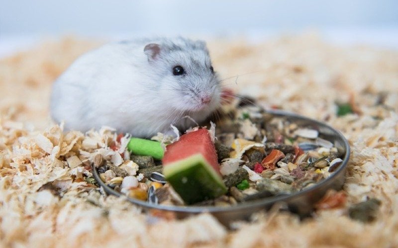Can hamster eat watermelon