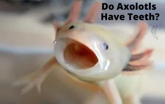 Do Axolotls Have Teeth