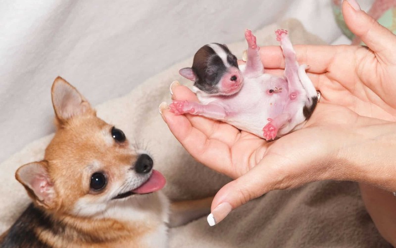Signs Of Dead Puppies In Womb
