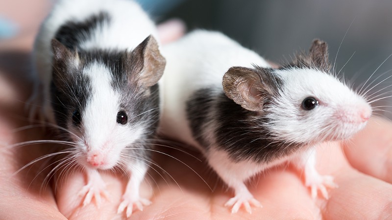 How Long Do Pet Mice Live