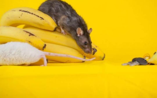 Can Rats Eat Banana