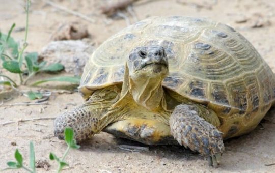 How Long Do Russian Tortoises Live