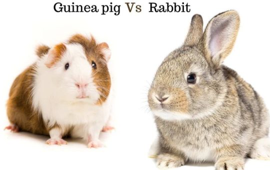 Guinea Pigs Vs Rabbits