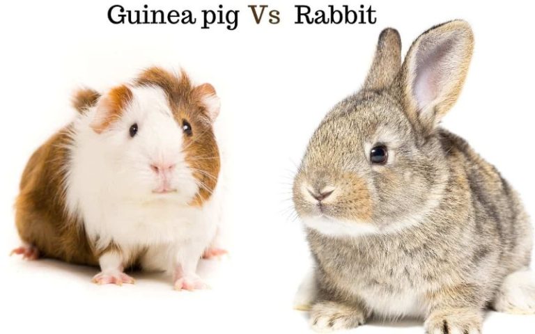 Guinea Pigs Vs Rabbits