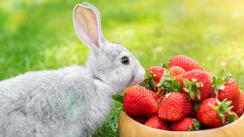 Can Bunnies Eat Strawberries