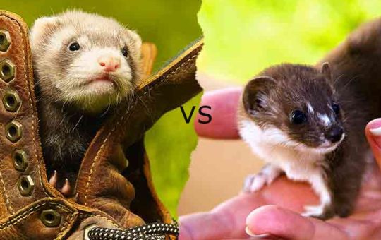 Weasel vs Ferret: Distinctive Features and Behaviors