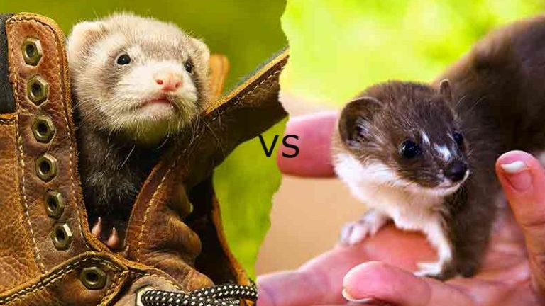 Weasel vs Ferret: Distinctive Features and Behaviors