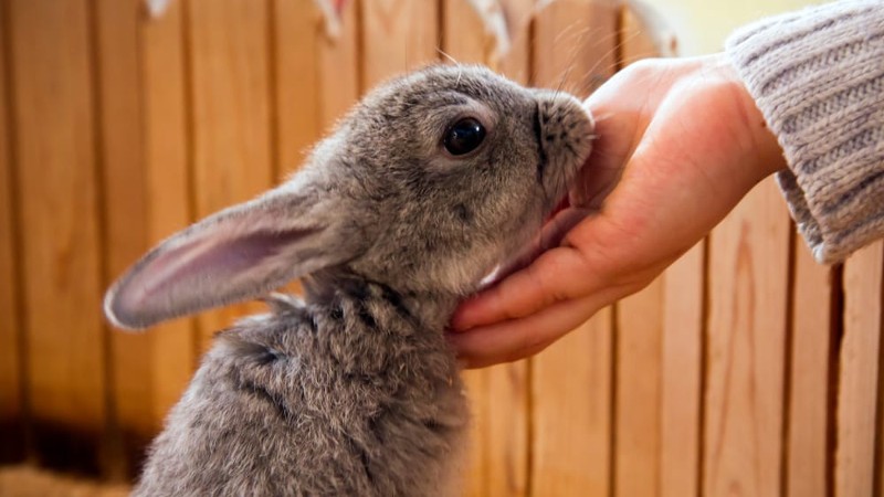 What Does It Mean When A Bunny Licks You