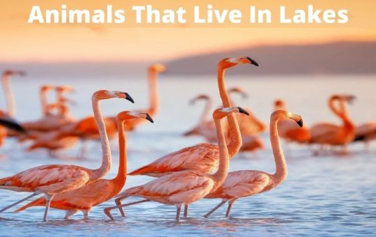What Animals Live In Lakes