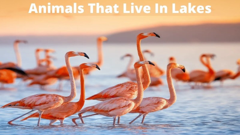 What Animals Live In Lakes