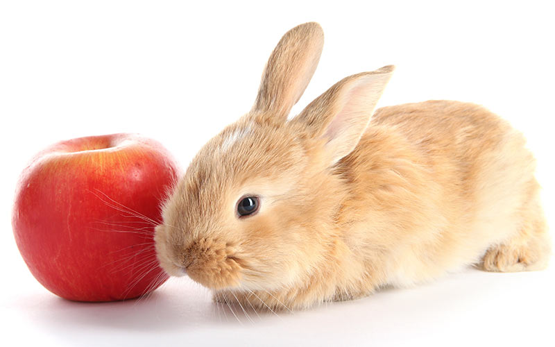 Can Bunnies Eat Apple