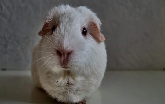 Can Guinea Pigs See In Color