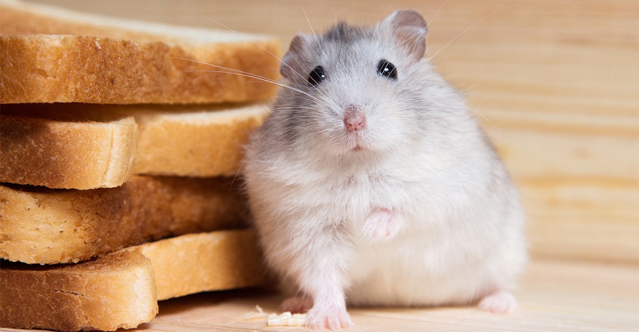 Can-hamsters-eat-bread
