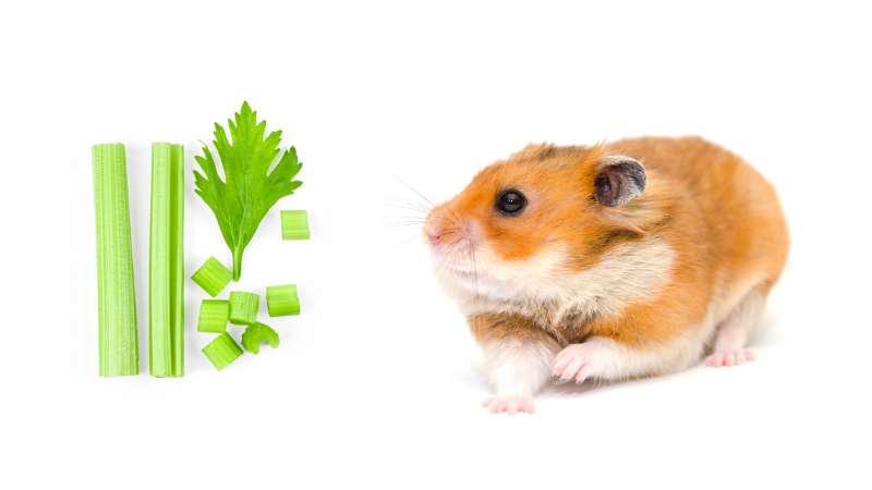can-hamsters-eat-celery