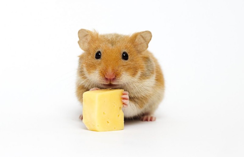 can-hamsters-eat-cheese