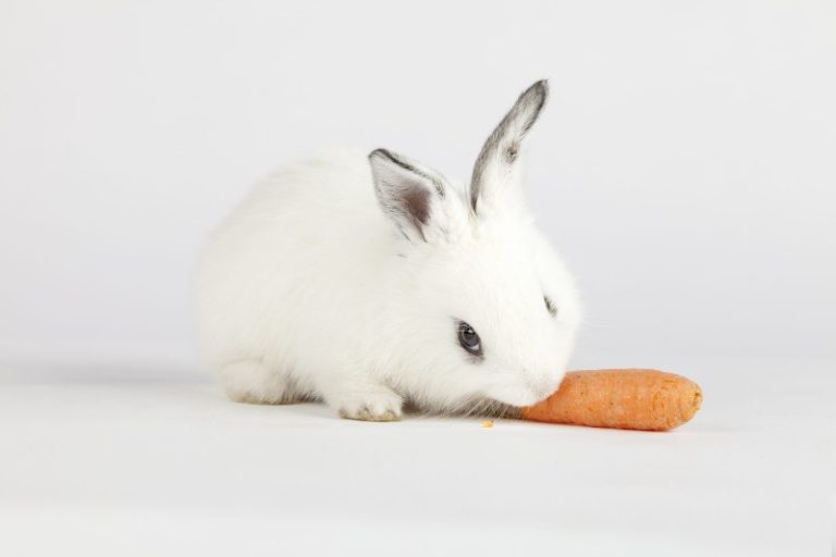 Can Bunnies Eat Carrots