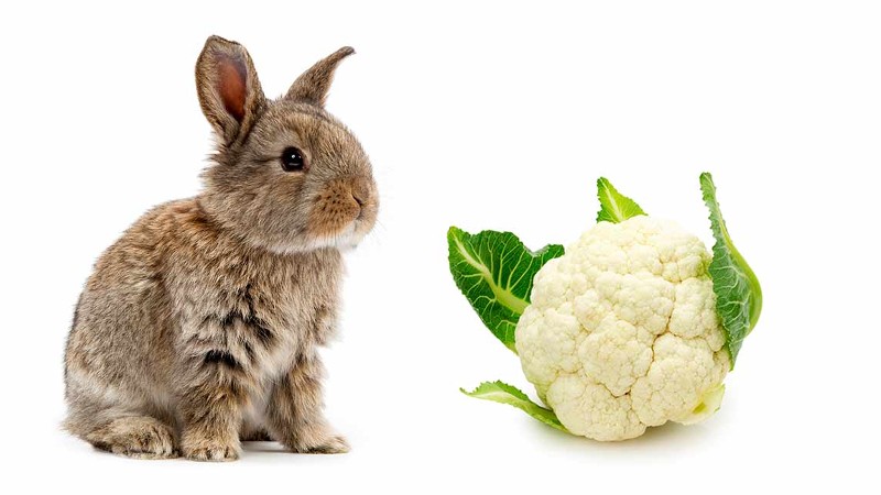 can-rabbits-eat-cauliflower