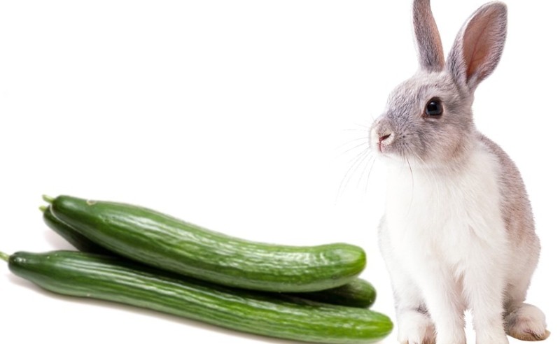 can-rabbits-eat-cucumbers
