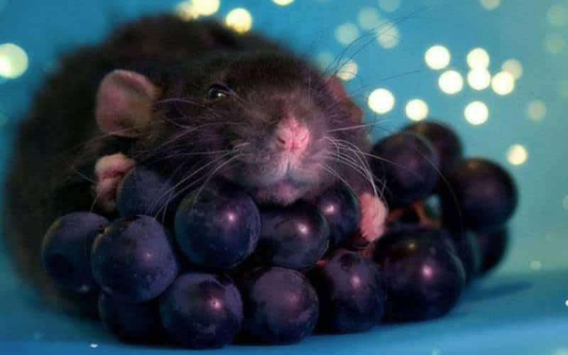 Can-rats-eat-grapes